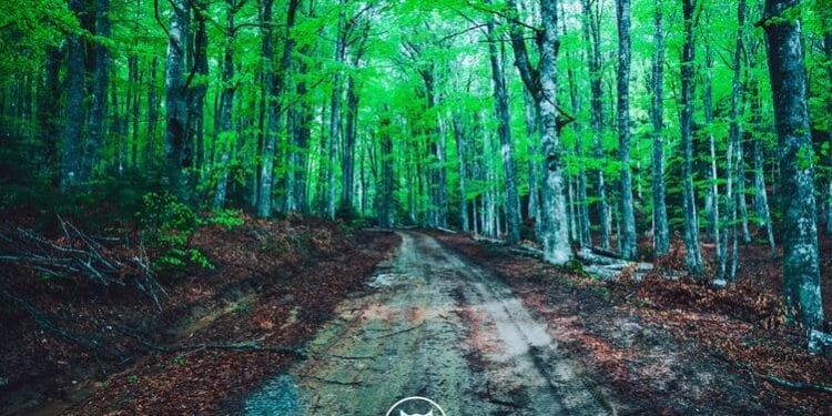 Αποτελέσματα Pourlia Trail 2023